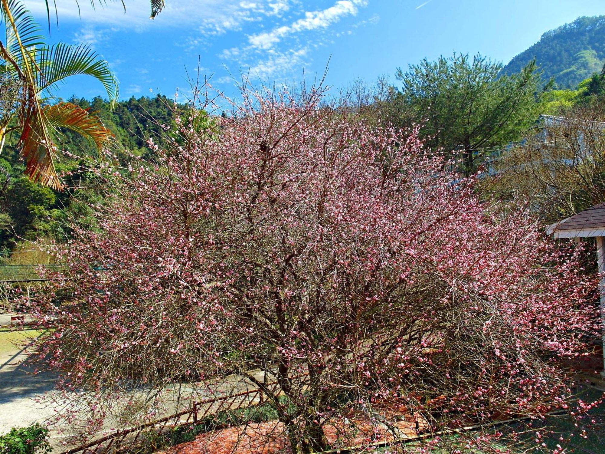 Li Jin Kuan Homestay Nanzhuang Zewnętrze zdjęcie